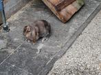 Jonge Franse Hangoor konijntjes, Dieren en Toebehoren, Konijnen, Meerdere dieren, Groot, Hangoor, 0 tot 2 jaar