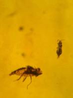 Birmees Amber (A2) met insluiting van een trip en een Cicade, Verzenden, Fossiel