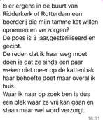 Lieve poes, Dieren en Toebehoren, Poes