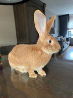 Vlaamse reus voedster, Vrouwelijk, Groot