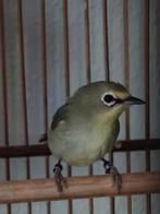 Diverse tropische vogels en brilvogel man, Dieren en Toebehoren, Vogels | Overige Vogels, Meerdere dieren, Tropenvogel, Geringd