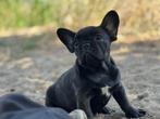 Franse bulldog, Particulier, Rabiës (hondsdolheid), 15 weken tot 1 jaar, Buitenland