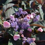 Hydrangea asp, ‘Hot Chocolate) fluweelhottensia, Ophalen, Zomer, Overige soorten, Volle zon