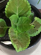 Siernetel kamerplant - Plectranthus scutellarioides, Vaste plant, Bloeit niet, Halfschaduw, Ophalen