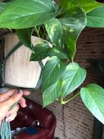 Scindapsus aureum / Alleen ophalen!, Ophalen of Verzenden, Overige soorten, Minder dan 100 cm