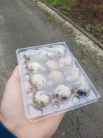 Kwartel eieren consumptie, Geslacht onbekend, Overige soorten