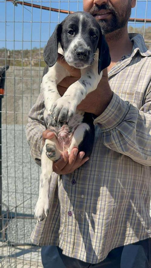 Pup 1 Achileas, reu, Dieren en Toebehoren, Honden | Niet-rashonden, Middel, Reu, Particulier, Eén hond, Buitenland, 15 weken tot 1 jaar