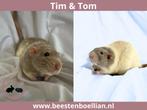 2 Tamme ratten uit opvang, Dieren en Toebehoren, Knaagdieren, Rat, Maart, Mannelijk, Tam