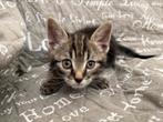 Lieve Tabby / Britse korthaar kitten, Dieren en Toebehoren, Katten en Kittens | Overige Katten, Poes, 0 tot 2 jaar