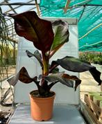 Ensete ventricosum Maurelii P21, Ophalen of Verzenden, Overige soorten, Minder dan 100 cm