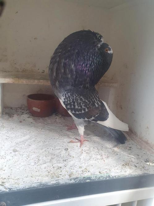 Prachtige blazende krasbonte werkduif!, Dieren en Toebehoren, Vogels | Duiven, Kropper, Vrouwelijk