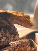 Lieve wimpergekko man, Dieren en Toebehoren, Hagedis