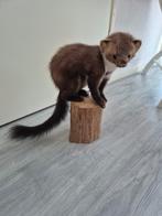 Mooie jonge steenmarter te koop, Ophalen of Verzenden, Zo goed als nieuw, Beeldje of Figuurtje