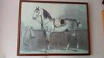 Prent van paard, EERELMAN-, Ophalen of Verzenden