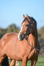 Lieve Dragende Fokmerrie, Dieren en Toebehoren, Merrie, Springpaard, 0 tot 2 jaar, Onbeleerd