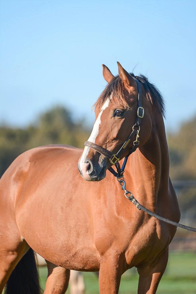 Lieve Dragende Fokmerrie, Dieren en Toebehoren, Paarden, Merrie, Onbeleerd, 0 tot 2 jaar, Springpaard, Met stamboom, Gechipt, Ontwormd