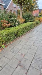 Ilex crenata koop, Ophalen, Buxus, Haag, Minder dan 100 cm