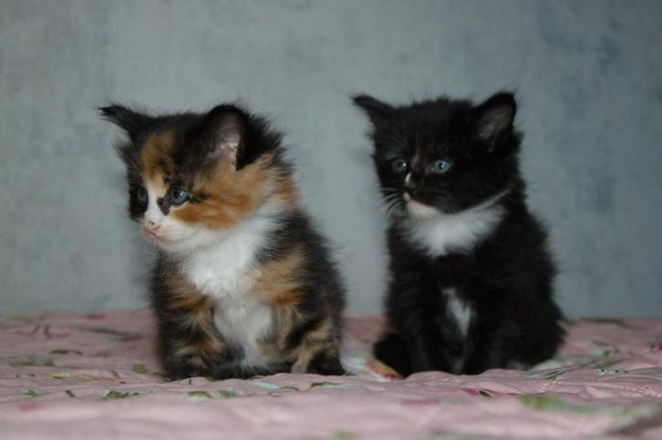Maine coon/Ragdoll kittens.(Ragcoons), Dieren en Toebehoren, Katten en Kittens | Raskatten | Langhaar, Meerdere dieren, 0 tot 2 jaar