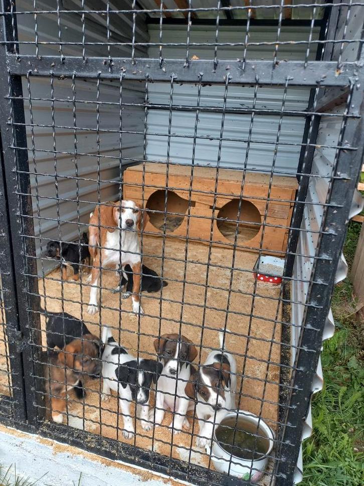 Spoed opvanggezinnen gezocht!, Dieren en Toebehoren, Honden | Niet-rashonden, Middel, Meerdere dieren, Particulier, Meerdere, Buitenland