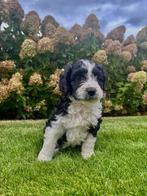 Schattige pups kruising Labradoodle x Berner Sennen, Dieren en Toebehoren, 8 tot 15 weken, Meerdere, Meerdere dieren, Middel
