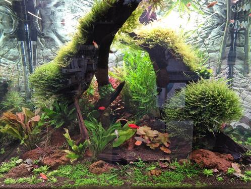 Mooie stukken hout op voorraad, Dieren en Toebehoren, Vissen | Aquaria en Toebehoren, Nieuw, Plant(en), Steen of Hout, Ophalen
