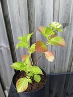 Witte hortensia H 40 cm B 23 cm, Overige soorten, Vaste plant, Ophalen of Verzenden, Halfschaduw