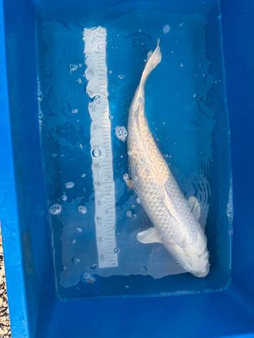 Spierwitte Platinum Ogon female beschikbaar voor biedingen