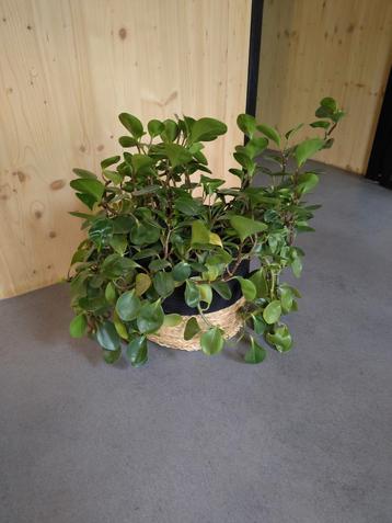 Grote vetplant in rieten mand beschikbaar voor biedingen