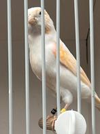 Mooie jonge kanarie pop 2025, Dieren en Toebehoren, Vogels | Kanaries, Vrouwelijk, Kleurkanarie