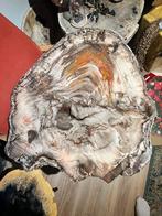 spectaculaire plak versteend hout verbluffend petrified wood, Ophalen of Verzenden, Fossiel
