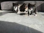 Kittens, Dieren en Toebehoren, Katten en Kittens | Overige Katten, Meerdere dieren