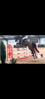 Braaf 14 jarig schoolmaster (springen/dressuur), Dieren en Toebehoren, Ophalen, Springen