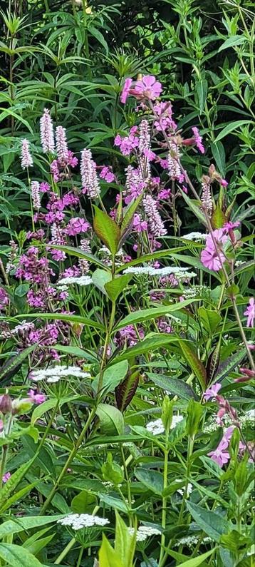  Persicaria bistorta 'Superba' Adderwortel beschikbaar voor biedingen