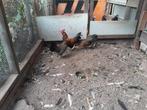 Drentse kriel 1 haan 2 hennen, Dieren en Toebehoren, Pluimvee, Meerdere dieren, Kip