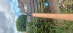 Shimano beastmaster, Watersport en Boten, Ophalen, Zo goed als nieuw, Werphengel