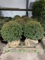 Taxus bollen leverbaar tot 200 cm! Prijs vanaf euro 35,-., Ophalen of Verzenden, Taxus, Struik, Minder dan 100 cm