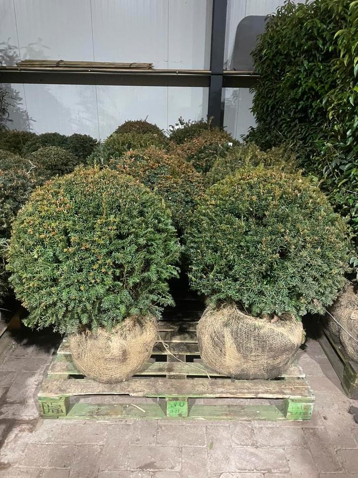 Taxus bollen leverbaar tot 200 cm! Prijs vanaf euro 35,-., Tuin en Terras, Planten | Struiken en Hagen, Struik, Taxus, Minder dan 100 cm