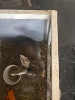 Konijn, Dieren en Toebehoren, Konijnen, Vrouwelijk, Dwerg, Hangoor, 0 tot 2 jaar