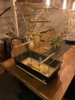 Valkparkiet kooi gratis af te halen voor de liefhebber, Dieren en Toebehoren, Vogels | Hokken en Kooien, Ophalen, Metaal, Vogelkooi
