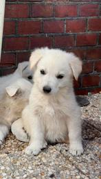 Nestje pups kruising witte herder x ridgeback, Dieren en Toebehoren, Honden | Niet-rashonden, Meerdere, Meerdere dieren, Nederland
