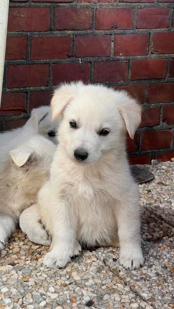 Nestje pups kruising witte herder x ridgeback beschikbaar voor biedingen