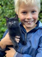 Boerderij kitten, Dieren en Toebehoren, Katten en Kittens | Overige Katten, Kater