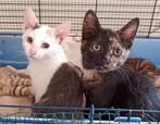 Kittens / schildpadpoes lapjespoes, Dieren en Toebehoren, Katten en Kittens | Overige Katten