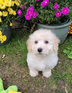 Leuke boomer pups te koop!, Dieren en Toebehoren, Honden | Chihuahua's en Gezelschapshonden, Overige rassen, CDV (hondenziekte)