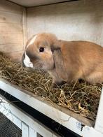 Konijnen incl toebehoren, Meerdere dieren