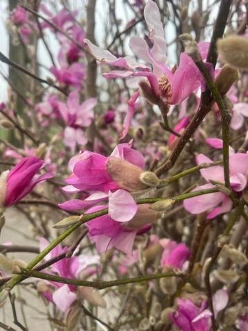 Tulpenboom, Magnolia's 200+ cm hoog NU € 89,50 volle planten beschikbaar voor biedingen