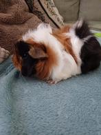 Lief cavia vrouwtje, Cavia, Vrouwelijk, Mei, Tam