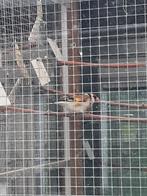 Te koop major putter, Dieren en Toebehoren, Vogels | Overige Vogels, Mannelijk, Wildzangvogel