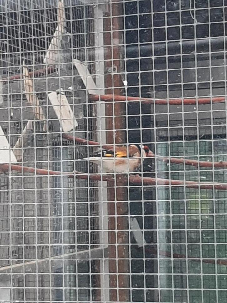 Te koop major putter, Dieren en Toebehoren, Vogels | Overige Vogels, Wildzangvogel, Mannelijk