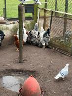 Brahma hanen 3 stuks ., Mannelijk, Kip